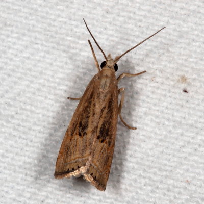 Hodges#5451 * Bluegrass Webworm Moth * Parapediasia teterrella