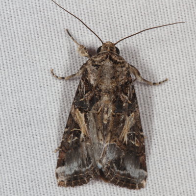 Hodges#9669 * Yellow-striped Armyworm Moth * Spodoptera ornithogalli 