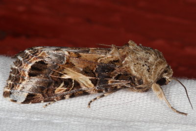 Hodges#9669 * Yellow-striped Armyworm Moth * Spodoptera ornithogalli 