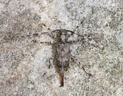 Graphisurus fasciatus  ♀ 
