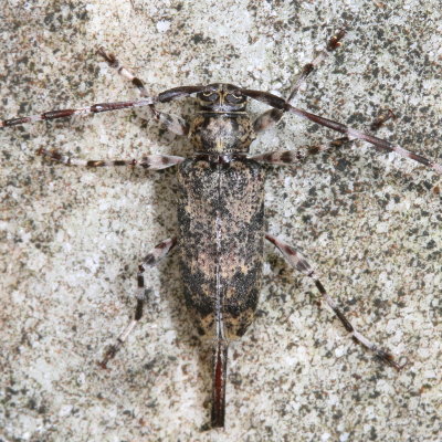 Graphisurus fasciatus  ♀ 