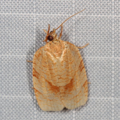 Hodges#3633 * Spotted Fireworm Moth * Choristoneura parallela 