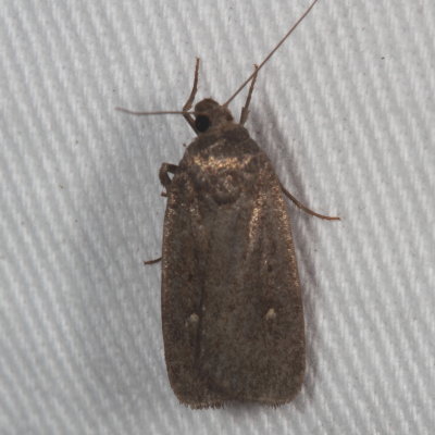 Hodges#9647 * Miranda Moth * Proxenus miranda 