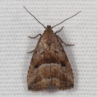 Hodges#8420 * Large Hypenodes Moth - Hypenodes caducus 