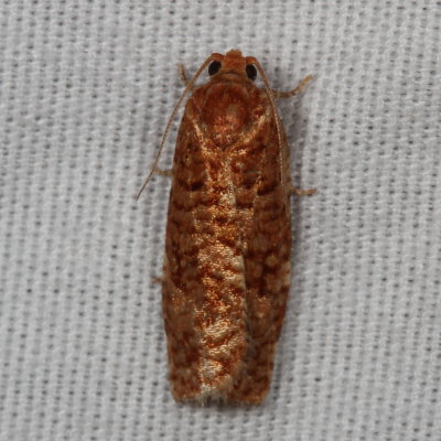 Hodges#3643 * Jack Pine Budworm * Choristoneura pinus 