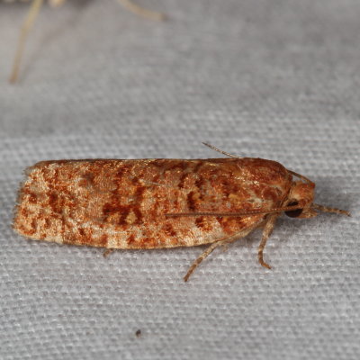 Hodges#3643 * Jack Pine Budworm * Choristoneura pinus