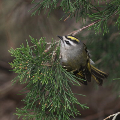 Golden-crowned Kinglet