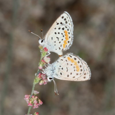 Rita Blue