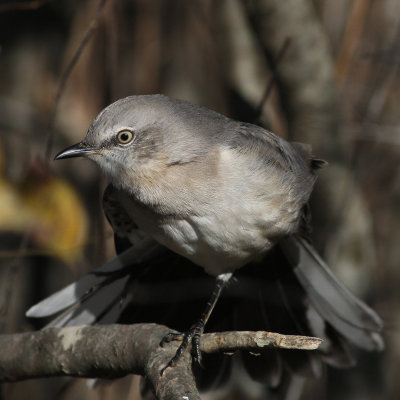 Northern Mockingbird