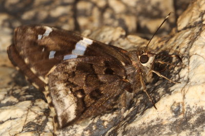 Arizona Skipper