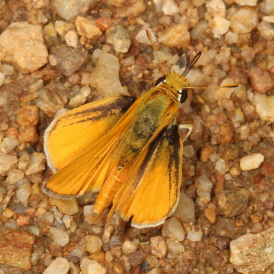 Orange Skipperling