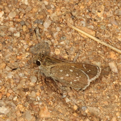 Toltec Roadside-Skipper