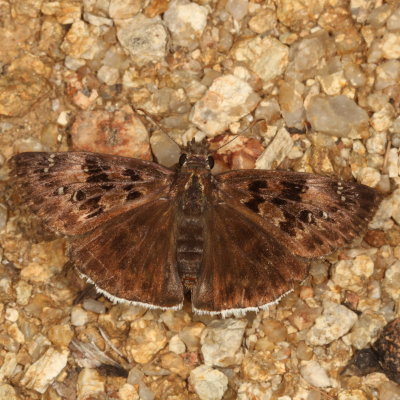 Funereal Duskywing ♂