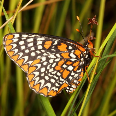 Baltimore Checkerspot