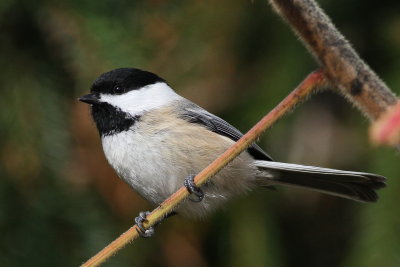 Black-capped Chickadee