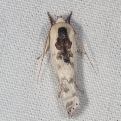 Hodges#1011 * Schlaegers Fruitworm Moth * Antaeotricha schlaegeri 