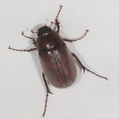Genus Phyllophaga