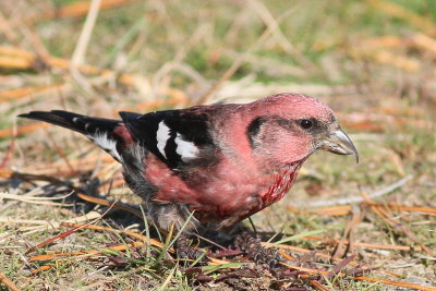 White-winged Crossbill ♂