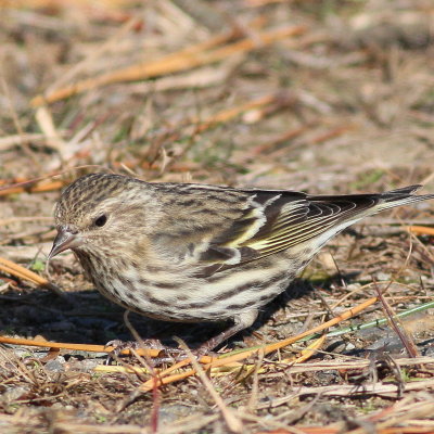 Pine Siskin