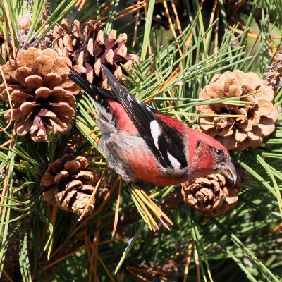 White-winged Crossbill ♂