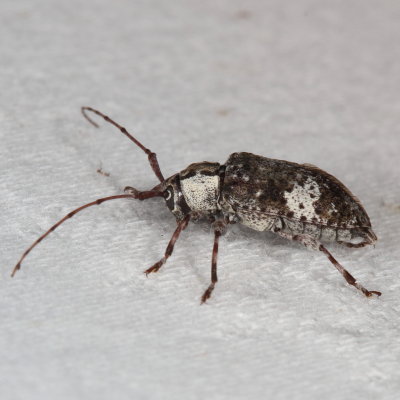 Astylopsis macula