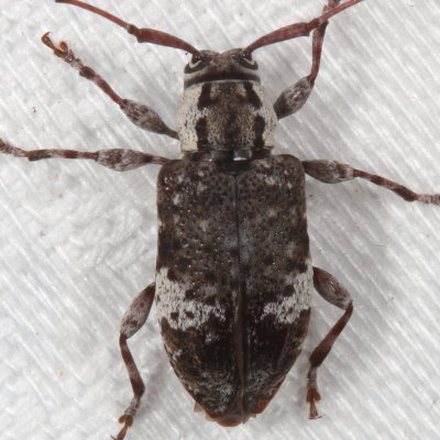 Astylopsis macula