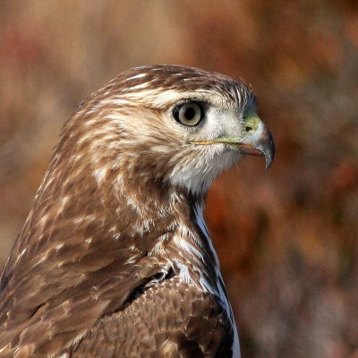 Red-tailed Hawk / juvenile