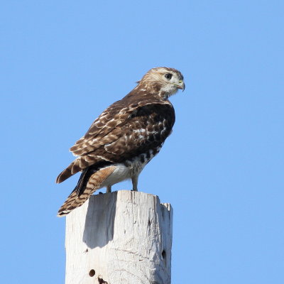 Red-tailed Hawk / juvenile