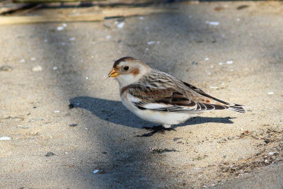 Snow Bunting