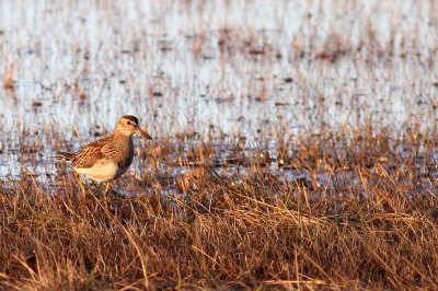 Pectoral Sandpiper 