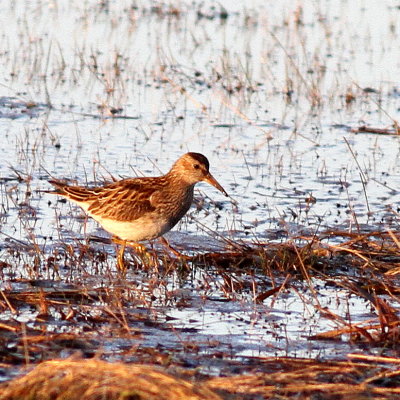 Pectoral Sandpiper 