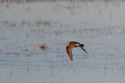 Pectoral Sandpiper 