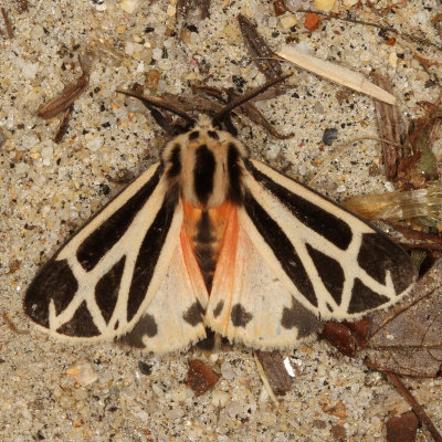 Hodges#8169 * Harnessed Tiger Moth * Apantesis phalerata