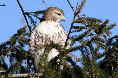 Red-tailed Hawk