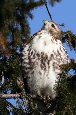 Red-tailed Hawk