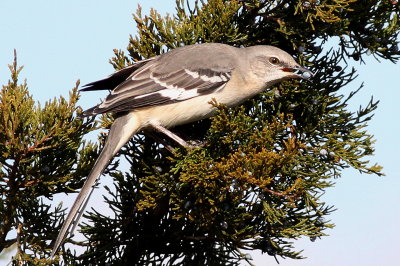 Northern Mockingbird