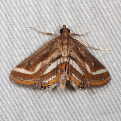 Hodges#4763 * Floating-heart Waterlily Moth * Parapoynx seminealis