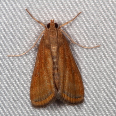 Hodges#4763 * Floating-heart Waterlily Moth * Parapoynx seminealis