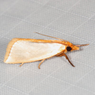 Hodges#5462 * Mother-of-pearl Moth * Argyria rufisignella