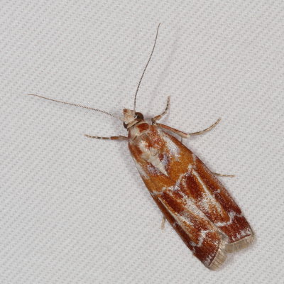 Hodges#5847 * Webbing Coneworm Moth * Dioryctria disclusa