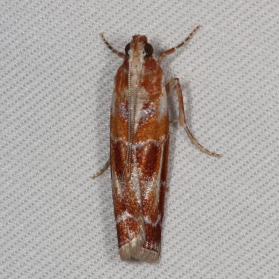 Hodges#5847 * Webbing Coneworm Moth * Dioryctria disclusa 