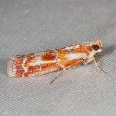 Hodges#5847 * Webbing Coneworm Moth * Dioryctria disclusa 