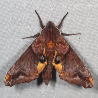 Hodges#7825 * Small-eyed Sphinx * Paonias myops 