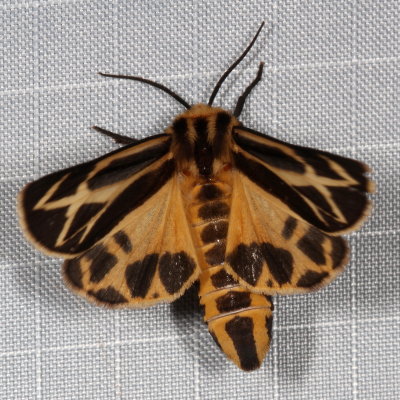 Hodges#8169 * Harnessed Tiger Moth * Apantesis phalerata