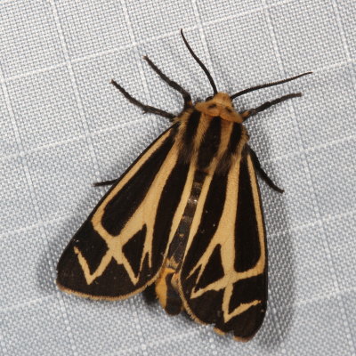 Hodges#8169 * Harnessed Tiger Moth * Apantesis phalerata