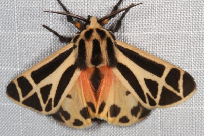 Hodges#8171 * Nais Tiger Moth * Apantesis nais