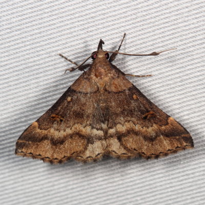 Hodges#8381 * Discolored Renia Moth * Renia discoloralis 