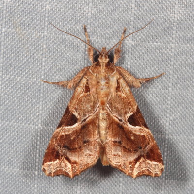  Hodges#9630 * Florida Fern Moth * Callopistria floridensis	