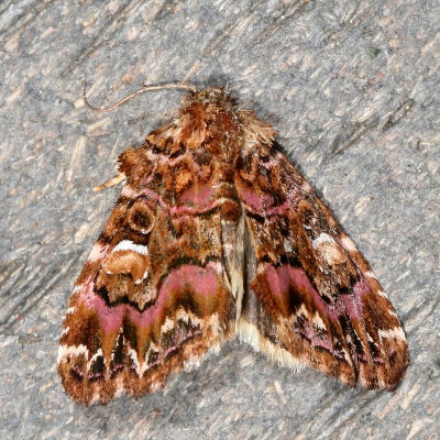 Hodges#9631 * Pink-Shaded Fern Moth * Callopistria mollissima