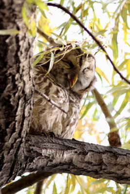 Barred Owl 